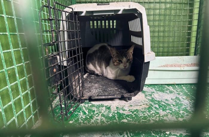 🐱 Chinijo era un gato comunitario, perfectamente sano, que vivía en la isla de La Graciosa. A pesar de estar protegido por la normativa vigente, fue sacrificado por orden del Gobierno de Canarias. Episodio 140 - con Sandra Vega, asesora legal de <a href="/FAADAorg/">FAADA</a> intercids.org/140-caso-chini…