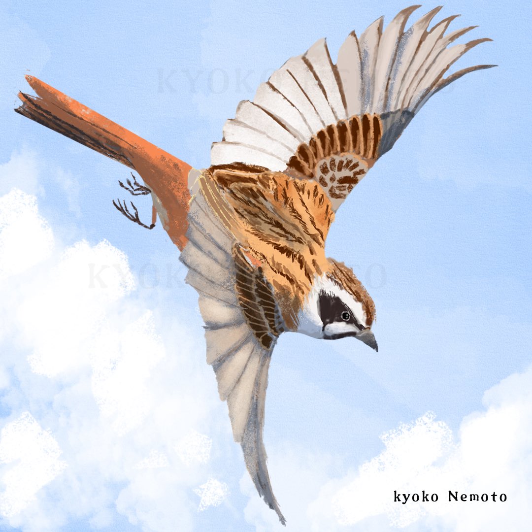 KyokoNemoto's tweet photo. Meadow Bunting
ホオジロ

#birds #illustration #waxwings #birdillustration #wildbirds #birding #birdbook #birddesign #野鳥 #自然科学 #読んで楽しむ野鳥の辞典 #挿画 #愛鳥週間 #ホオジロ #illustrator #meadowBunting #鳥 #野鳥のイラスト https://t.co/JU7pQbSgtx