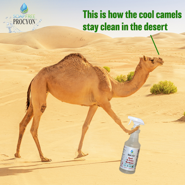 Congratulations on making it through another #Humpday
Why not take the rest of the week easy and clean like the cool camels with Procyon Spot &amp; Stain Remover?