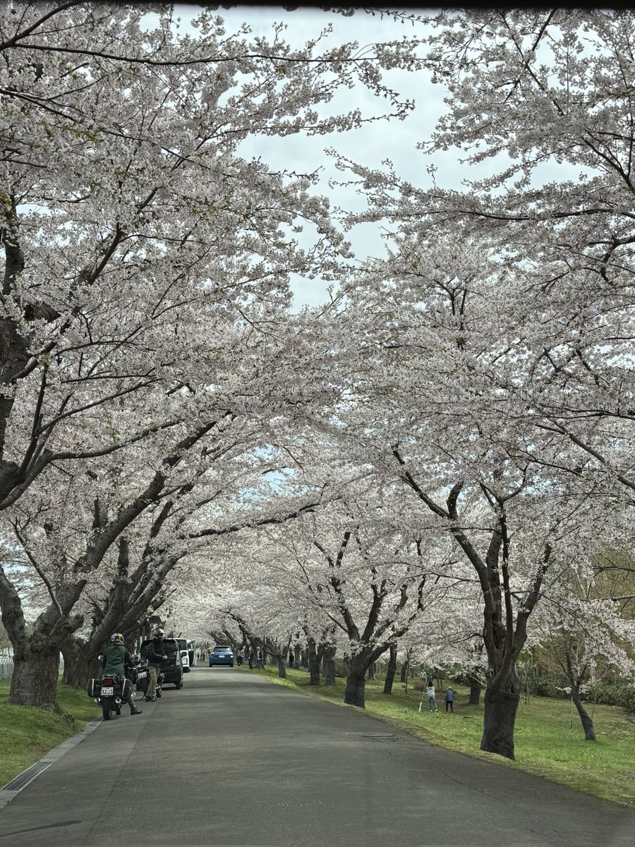 今年も石狩の戸田記念墓地公園へ
今日がちょうど見頃