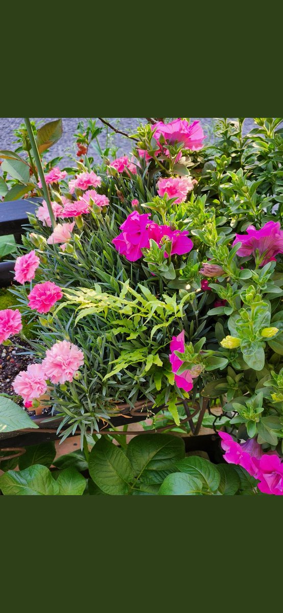 母の日にカーネーションと、ペチュニアの花を。
いい頃に咲き出したよ。