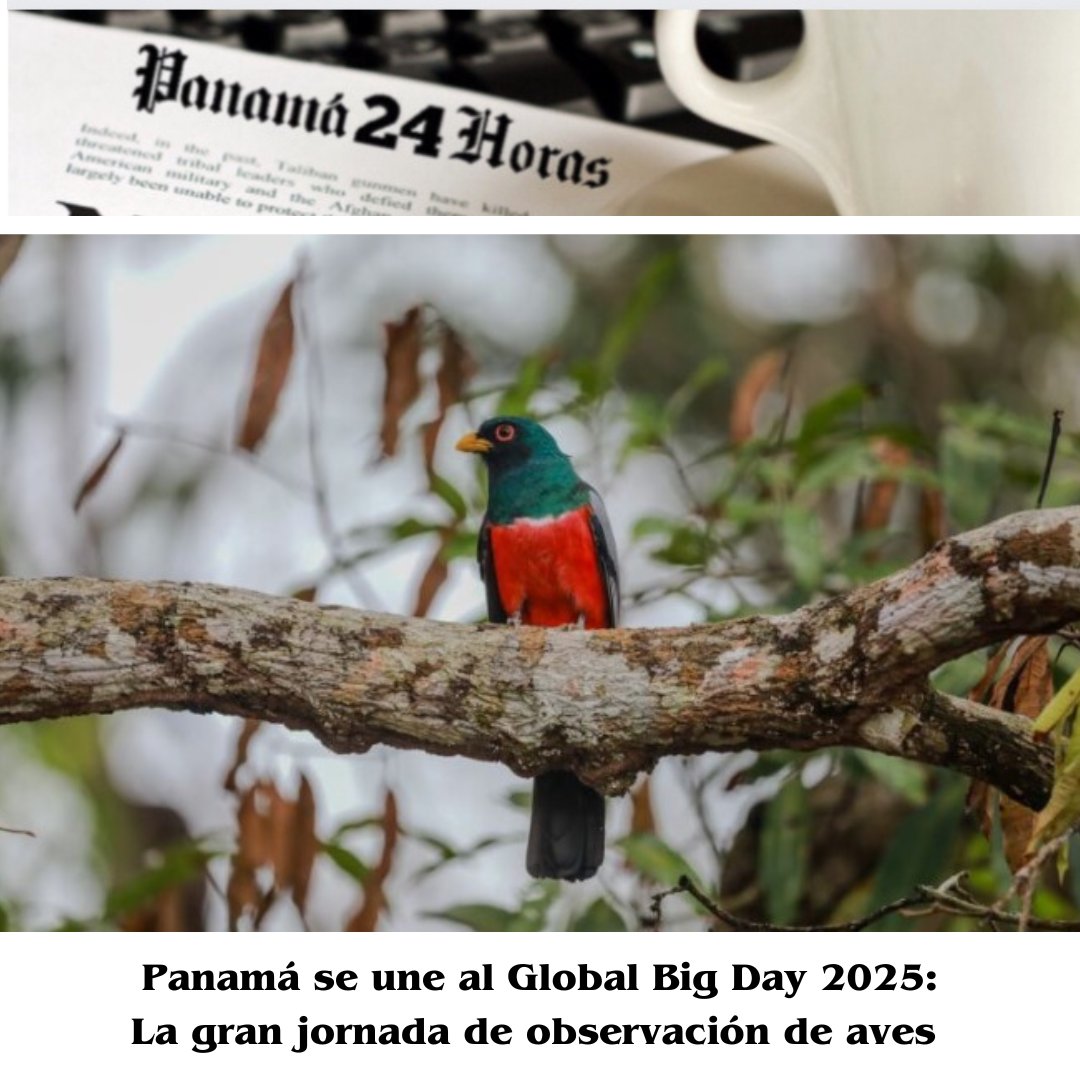 Panamá se une al Global Big Day 2025: La gran jornada de observación de aves panama24horas.com.pa/?p=274973