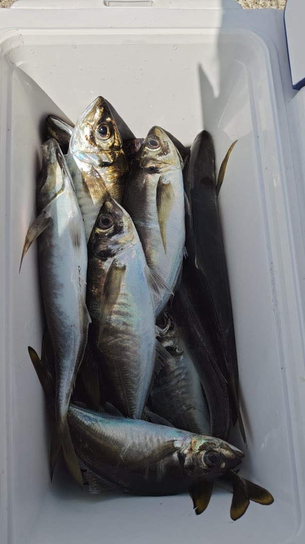 tsuritengu's tweet image. タコ5GET(リリース2)
アジ30〜40cmが計15匹

＃極鋭タチウオゲームH175
#エギタコXH180