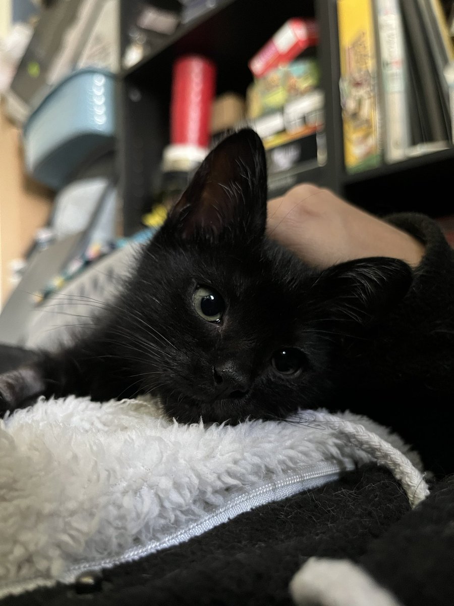 Crits For Cats lnc. Cat Rescue tweet media