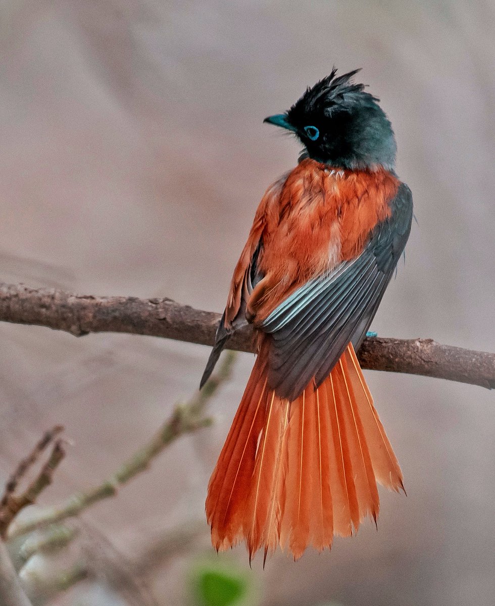If birds were to have their own Met Gala 😊 
#IndiAves
#Birdphotography #MetGala #birdwatching #ThePhotoHour