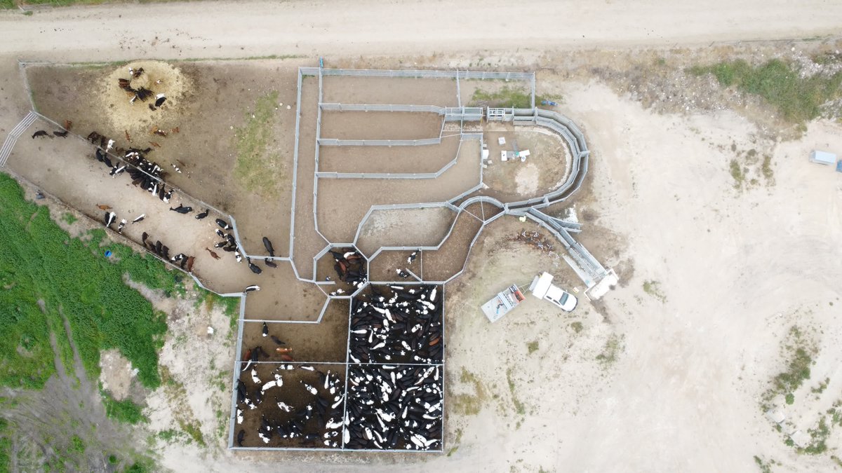 commanderagquip's tweet photo. Throwback Thursday! Check out these Cattle Yards installed in stunning Meningie, SA📍

Considering a new set of Cattle Yards? Find out what we can do for you.

https://t.co/sWJ3F4MIwE
1800 655 033
sales@commanderag.au

#cattle #cattlecommander #cattleyards https://t.co/GNqArq2zwR