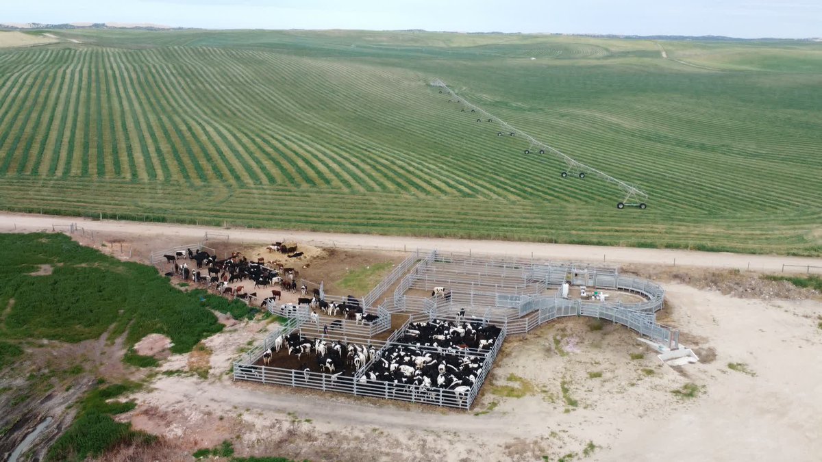 commanderagquip's tweet photo. Throwback Thursday! Check out these Cattle Yards installed in stunning Meningie, SA📍

Considering a new set of Cattle Yards? Find out what we can do for you.

https://t.co/sWJ3F4MIwE
1800 655 033
sales@commanderag.au

#cattle #cattlecommander #cattleyards https://t.co/GNqArq2zwR