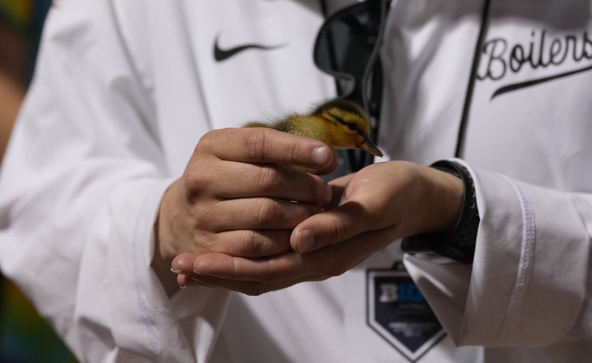 Purdue Softball (@purduesoftball) on Twitter photo Adding to the unforgettable moments from this game:
<a href="/KhloeBanks4/">Khloe Banks</a> found a duckling in the outfield and brought it to safety. 🥹🐥 Adding to the unforgettable moments from this game:
<a href="/KhloeBanks4/">Khloe Banks</a> found a duckling in the outfield and brought it to safety. 🥹🐥