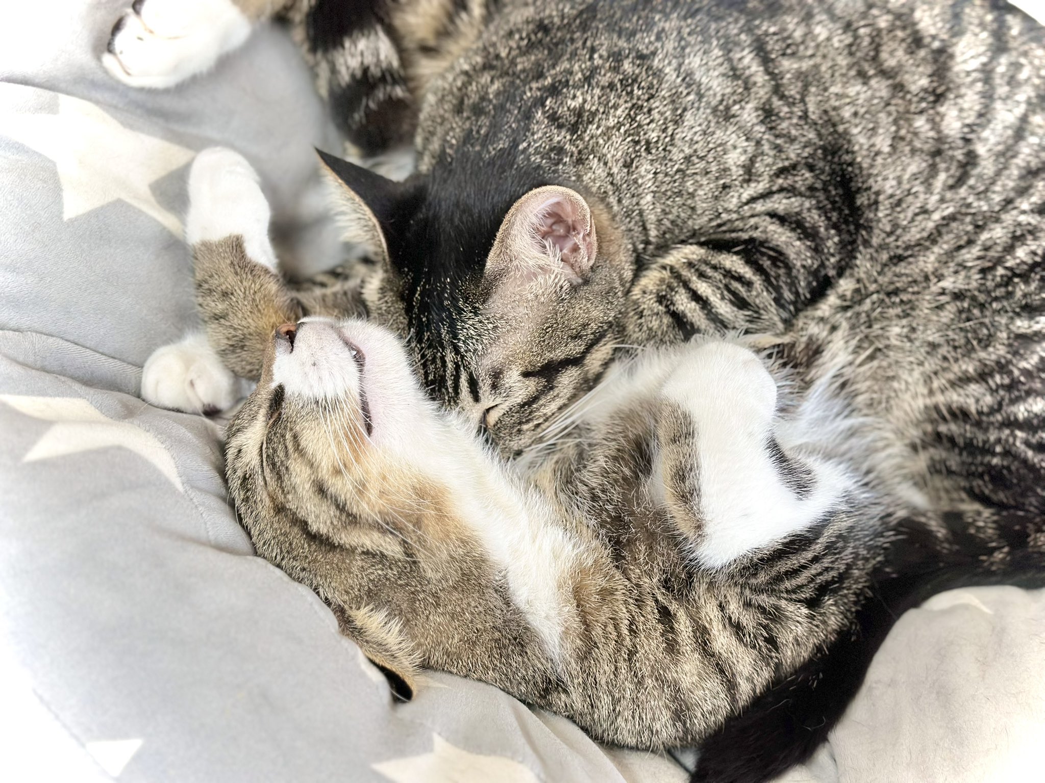 保護猫カフェmoff moff🐈 on X: 