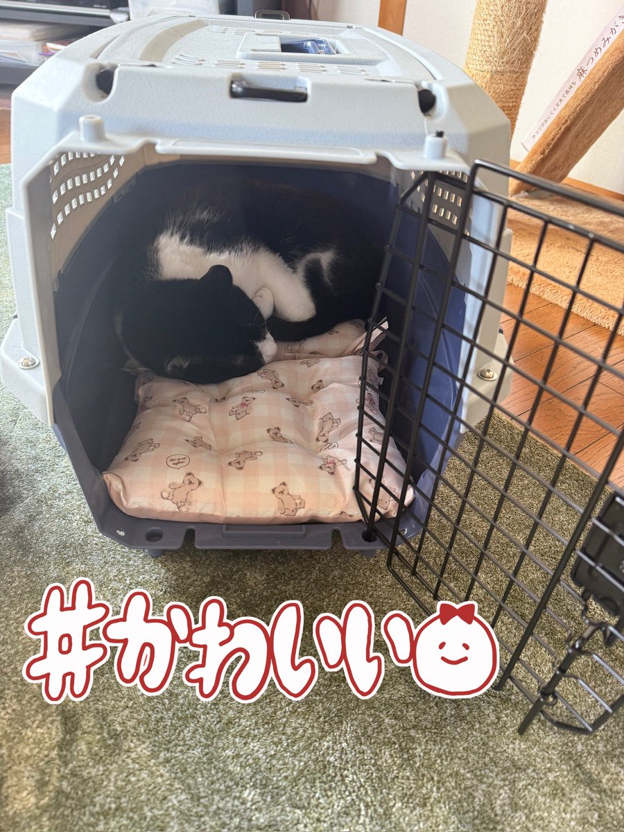 お昼まで爆睡してました꒰ᐡ– ‧̫ –ᐡ꒱ ᶻᶻᶻ
寝起き過ぎてまだボーッとしてる。
あ！明日ぬこの病院だ！🐱
動画撮らねば！w
お猫様ぁw
病院に連れてく為に買ったキャリーは気に入ってるみたいですw