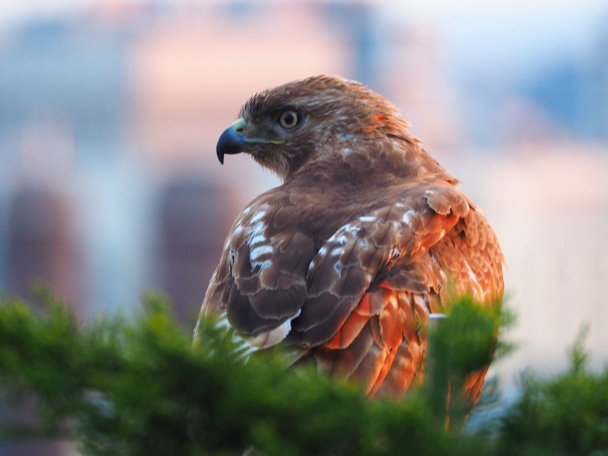 gfpuyana's tweet image. #Hawk #Halcon #CityWildlife #Toronto  
 @jo_annie42 @jane_sparrow13 @ArtemisKellogg @vale__ri @littlemore20 @xobreex3 @BillMontei @StormHour @ThePhotoHour @admired_art @SiKImagery @salina_mills @VisualsbySauter @ArtemisKellogg @MrWhoCapture