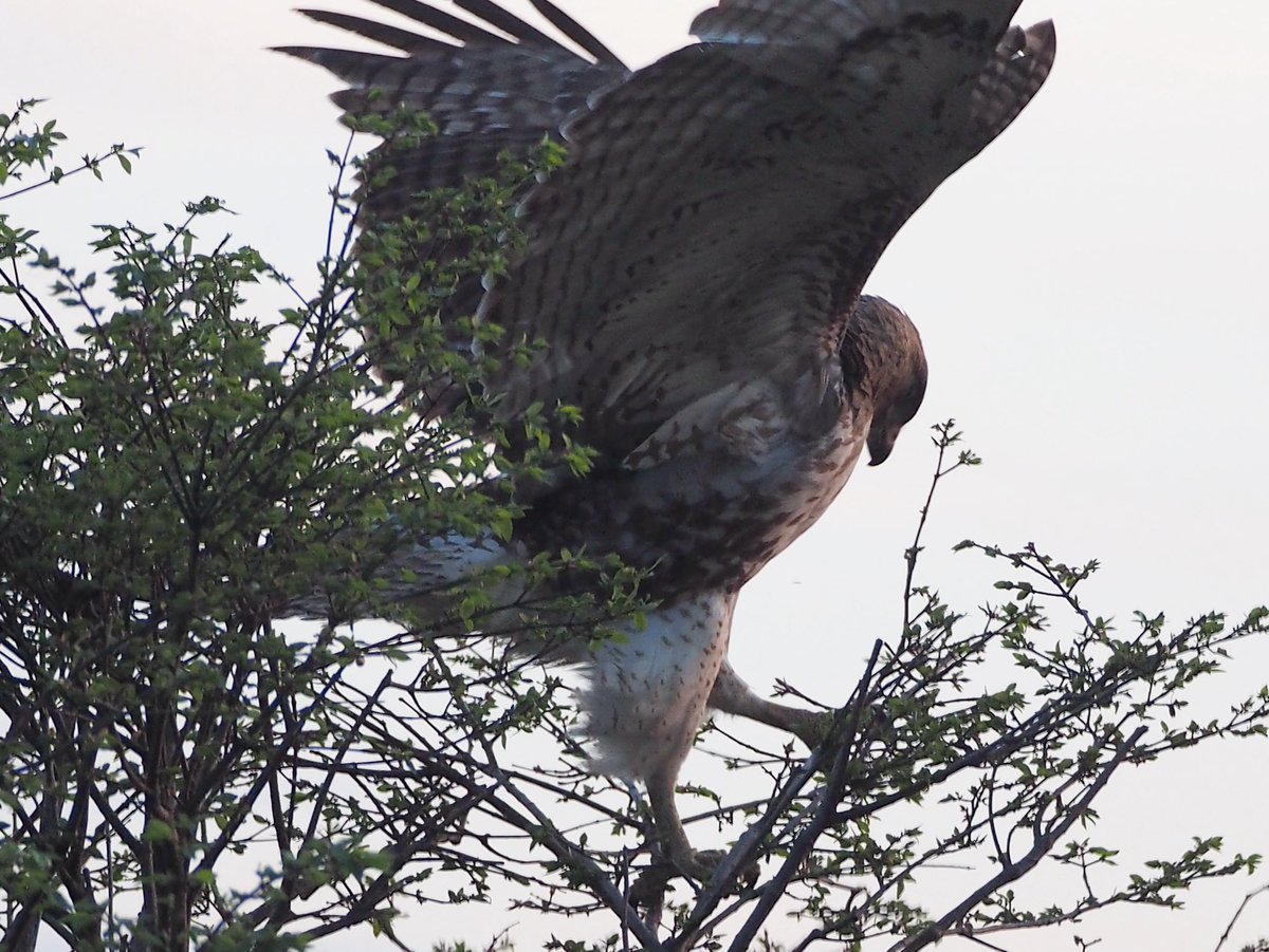 gfpuyana's tweet image. #Hawk #Halcon #CityWildlife #Toronto  
 @jo_annie42 @jane_sparrow13 @ArtemisKellogg @vale__ri @littlemore20 @xobreex3 @BillMontei @StormHour @ThePhotoHour @admired_art @SiKImagery @salina_mills @VisualsbySauter @ArtemisKellogg @MrWhoCapture