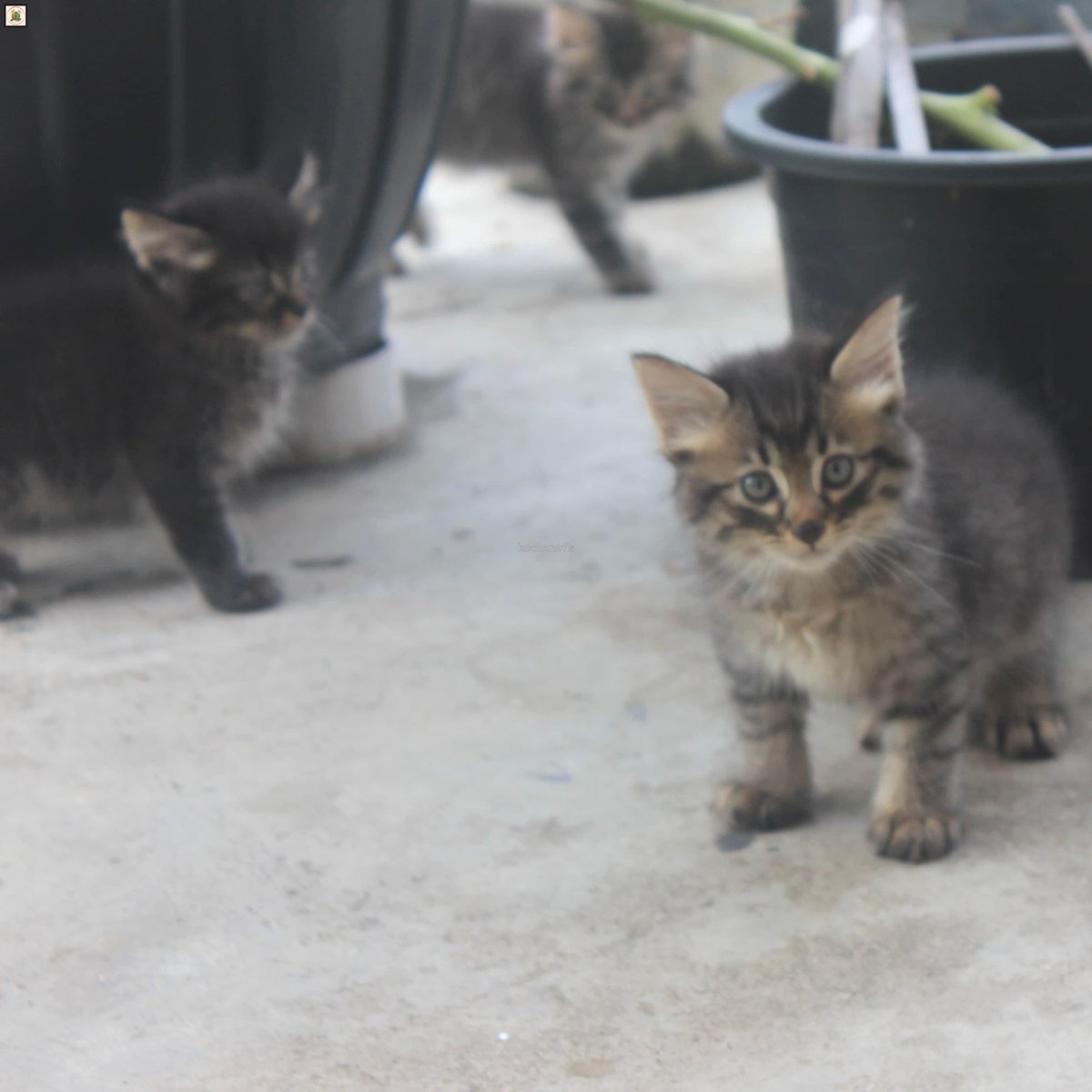 KochengFess v2 tweet media