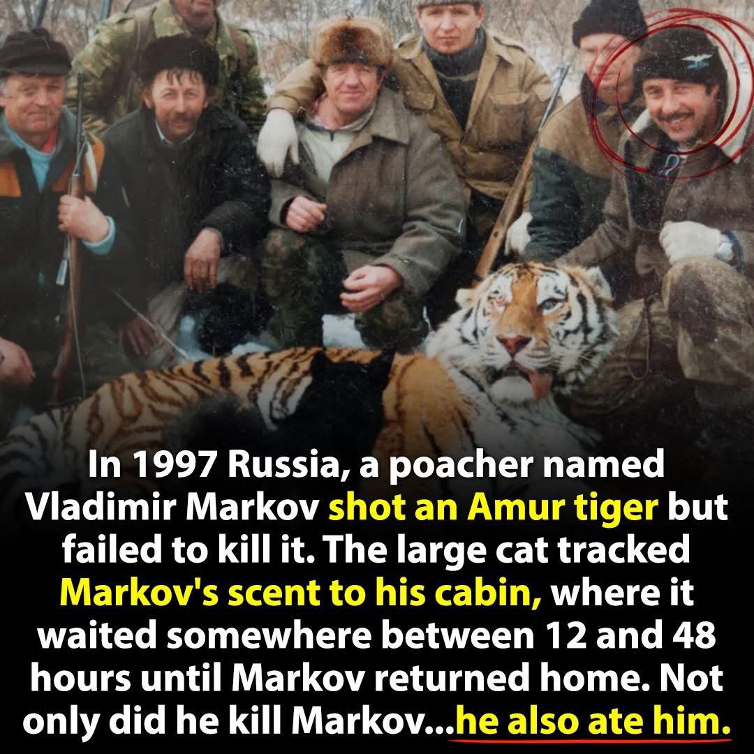 They wrote a book about Markov and this tiger, called “Vengence”. 

Lesson learned, cubs: Make sure you finish the job.