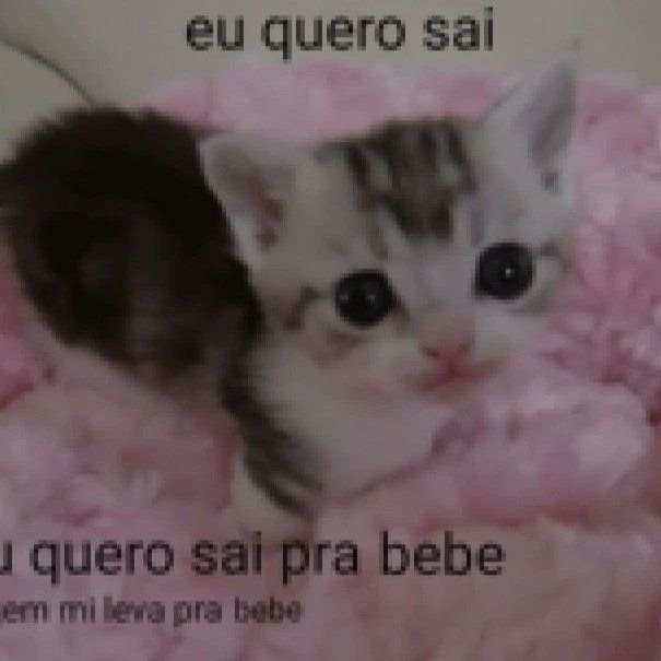 perfil dedicado a gatinhos e peitos (@odeiootaco) on Twitter photo 