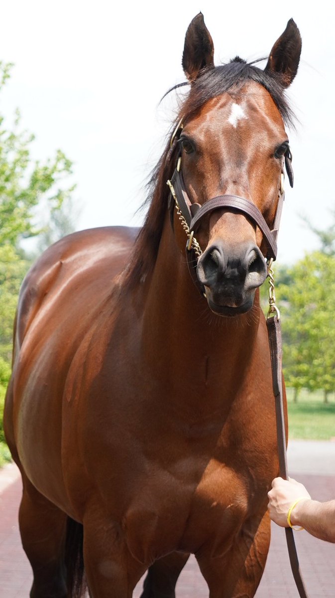 海外競馬ミーハーおじさん tweet media