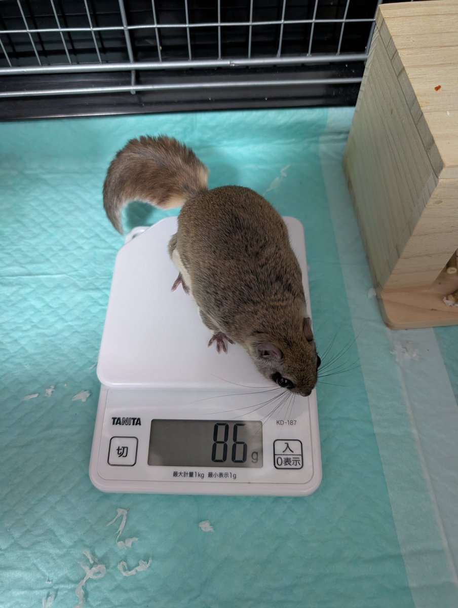 pet_kdm's tweet photo. 元が巨漢だから小さく見えるけど充分でかい https://t.co/RZq860nJvh