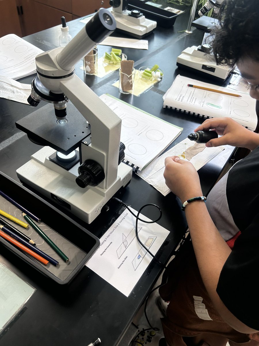 You mean not all cells of a plant are green?!? Students began to investigate the cells of different plant parts. <a href="/LabAids/">Lab Aids</a> <a href="/SEPUP_UCB/">SEPUP</a>