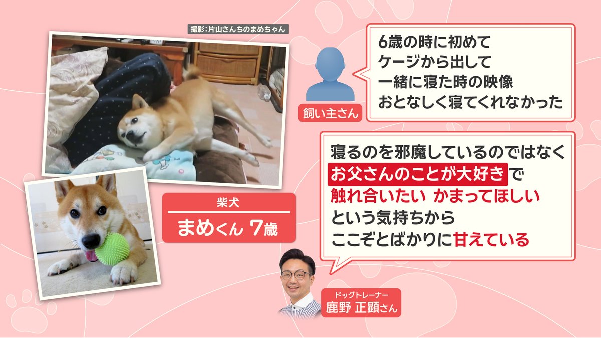 こちらは #柴犬 の『まめくん』7歳です。 飼い主さんによると、 「6歳