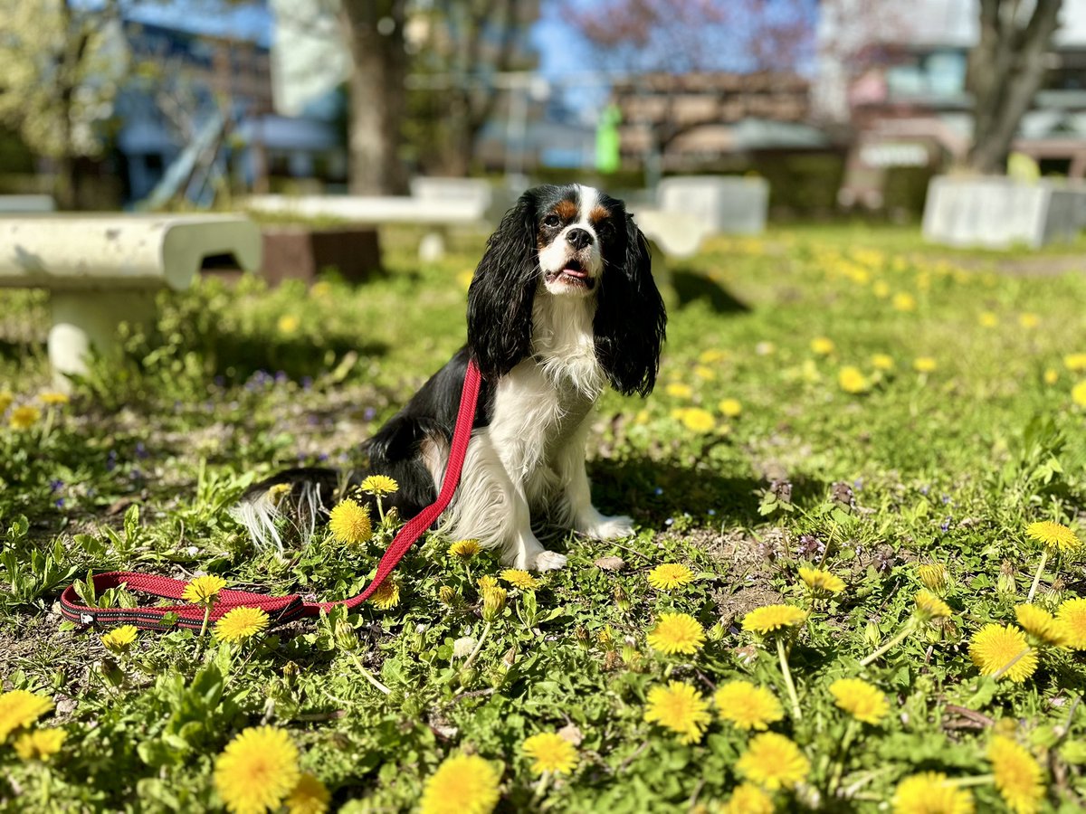 ＊

晴れたねぇ！

＊

#キャバリア #キャバリアキングチャールズスパニエル #CavalierKingCharlesSpaniel #cavaliers