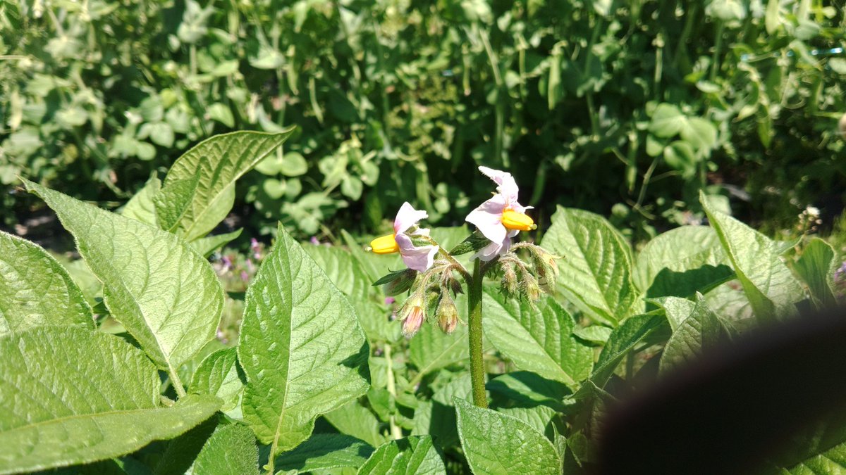 じゃがいもの花が咲きました。🧑‍🌾