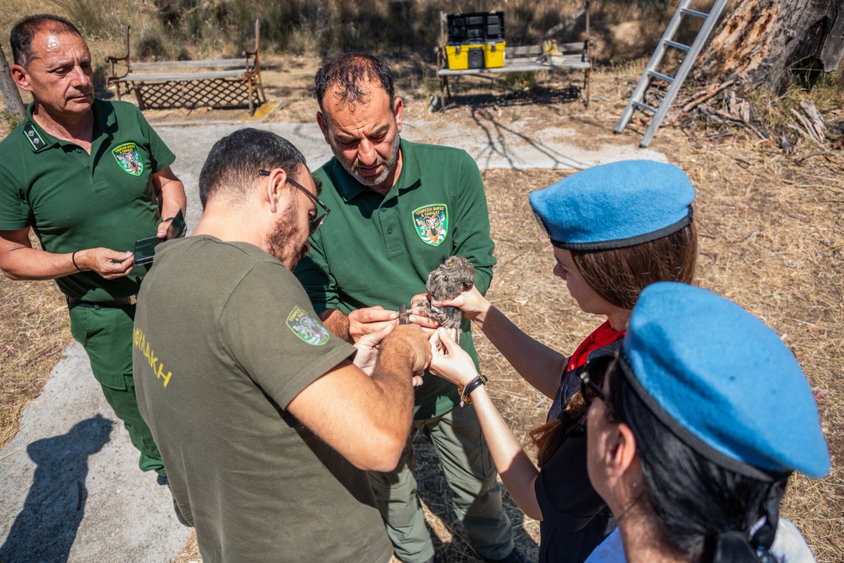 UN_CYPRUS's tweet photo. As part of #UNFICYP’s efforts to protect the unique ecosystem in the @UN #bufferzone @UNPOL officers work closely with the Game & Fauna Service in Cyprus to provide a safe place for nesting barn owls.
@UNPOL officers conduct regular joint patrols to support monitoring of the owl population, inspect nesting boxes and tracking the population for control purposes. 🦉
@birdlifecyprus #A4P #GreeningTheBlue #Serving4Peace @UNPeacekeeping
