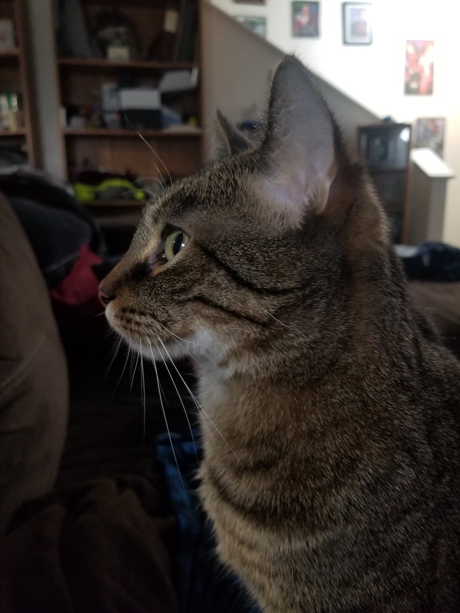 Koiengi's tweet photo. The babies of our house!

Thwomp is our tuxedo girl with cerebral hyperplasia.

Liger is our tabby boy with a newly suspected beef allergy.

Beetlejuice is the corn snake, who loves being handled.

#pets #petsoftwitter #adoptdontshop #tuxedocats  #tabbycats #snakes https://t.co/WHeVpqt195