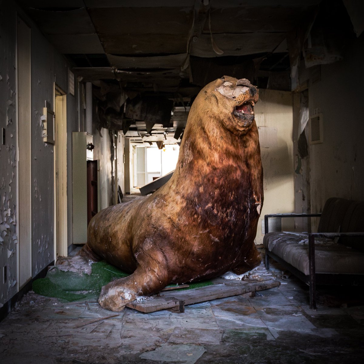 むかし、「新」がつく前の江ノ島水族館に大ちゃんっていうアザラシの