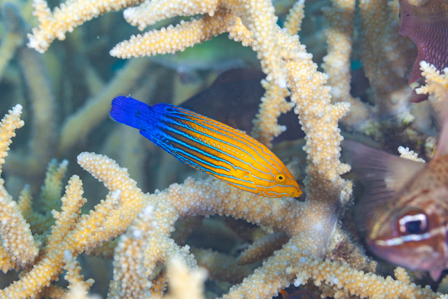 Queensland Museum’s Dr Peter Cowman's new research using cutting-edge genomic data has revealed that iconic reef fishes like wrasses and parrotfishes exploded in diversity during the Early Miocene, around 20 million years ago.
Read more here bit.ly/3GJdSwN
#ScienceNews