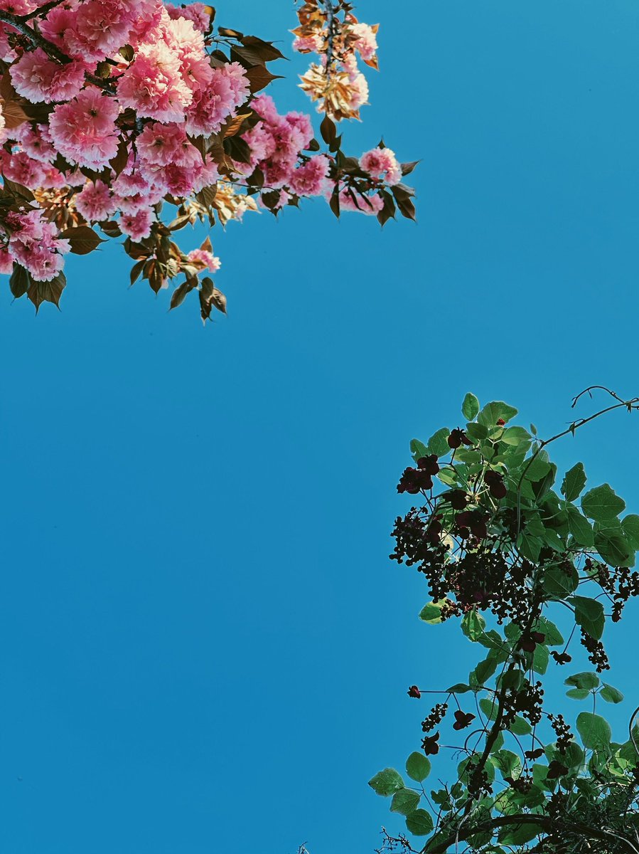 nimbus__2022's tweet image. #イマソラ　八重桜とアケビ