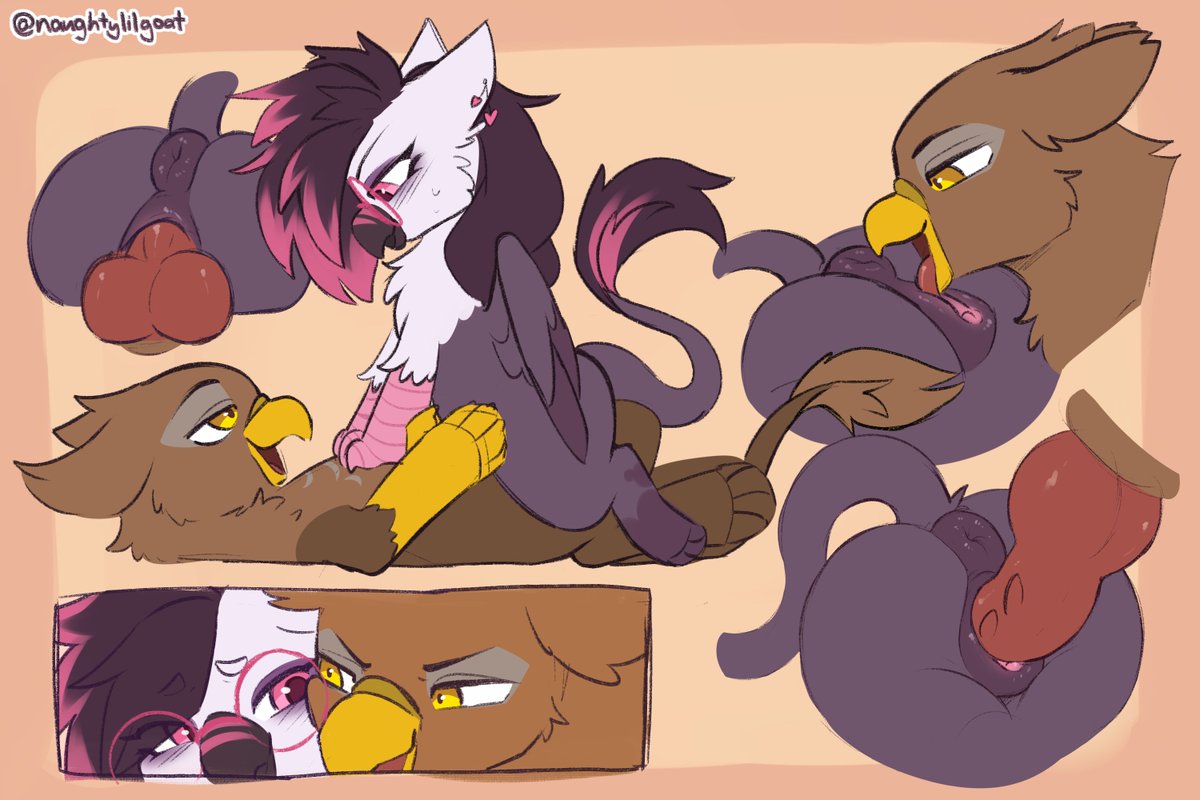 The birds are fighting!!