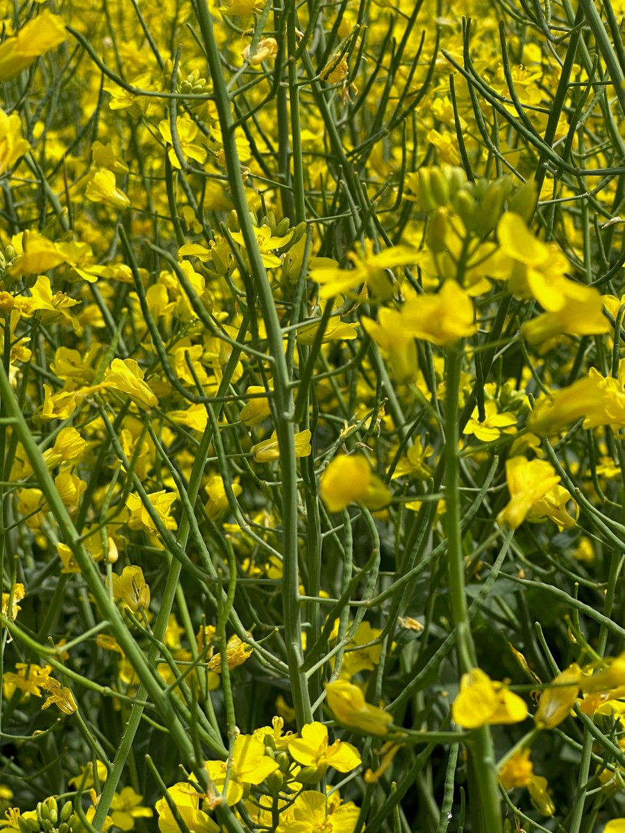 Very encouraged with appearance of these non GM high oleic winter canola hybrids from Rubiscoseeds in the US Midwest, 4 yrs of trials &amp; commercial acres adds confidence. Long awaited local supply of stable oils for restaurants and food preparation businesses. #canolaoil