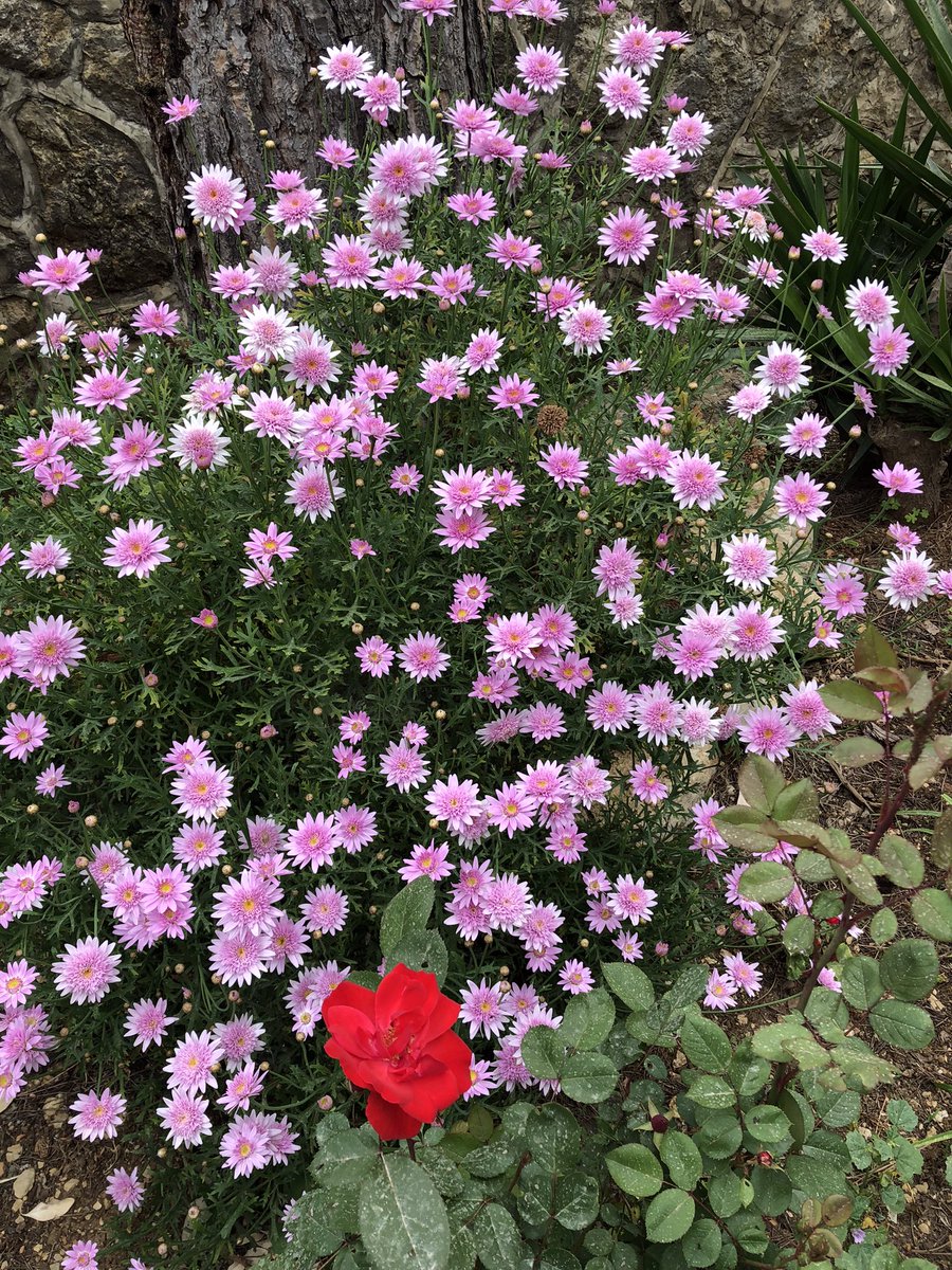 Good morning X-Friends…Happy Thursday 🌸🍃☕️🌸🌸🌸🌹🩷
My Photo 📸

#ThursdayMorning 🌸 #CoffeeTime ☕️ #NatureBeauty 🩷 #StayPositive 💐 #PeaceAndLove 🕊️