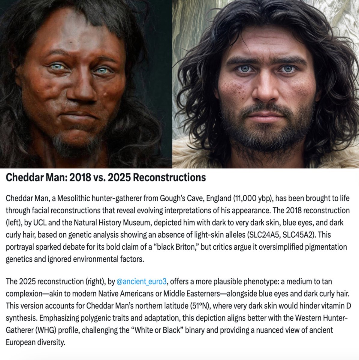 ancient_euro3's tweet image. Cheddar Man: 2018 vs. 2025 Reconstructions
Cheddar Man, a Mesolithic hunter-gatherer from Gough’s Cave, England (11,000 ybp), has been brought to life through facial reconstructions that reveal evolving interpretations of his appearance. The 2018 reconstruction (left), by UCL…