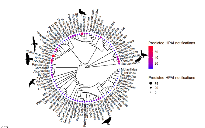 DuckSwabber's tweet photo. Can we predict which animals will be impacted by HPAI in Australia? Using case notifications from elsewhere, and host phylogeny, predictve model developed. Waterfowl, gulls, Gannets, Raptors have highest predicted notifications.
👉https://t.co/xukXACnUEp https://t.co/h3epetL0NR