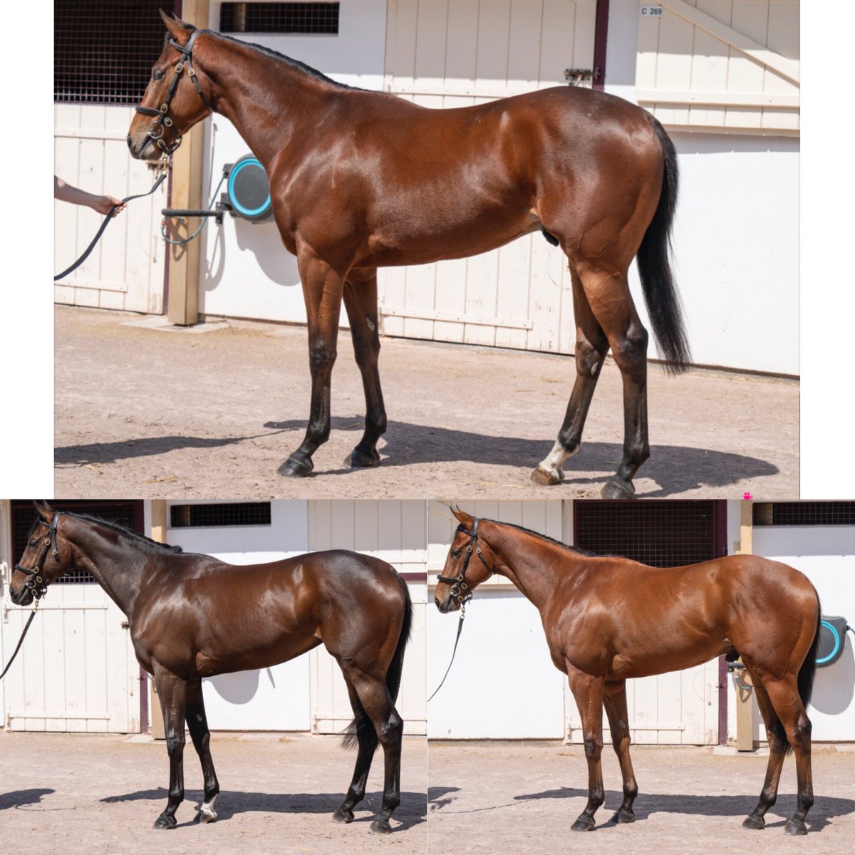 We are excited to offer 3 quality two year olds  <a href="/InfoArqana/">ARQANA</a> Breeze Up Sale. A colt and a filly by the in demand <a href="/coolmoreamerica/">Coolmore America</a> Justify 👑 aswell as a Pratical Joke colt 🤡 Don’t miss them breeze today 🚀 #LLS #ResultsWhereItCounts