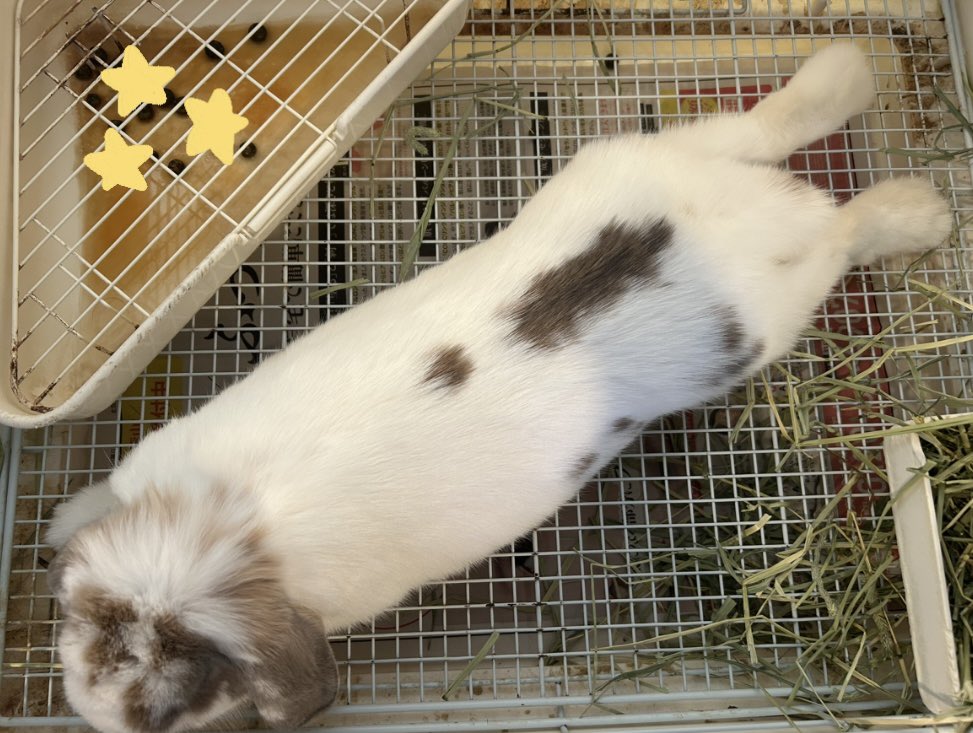 cafe_mignon's tweet image. 本日もオープンしました🐰
リオのお別れ会最終日です❁⃘

お休み中のスクラさん。
背中の「！」が綺麗に見える☺️

#ミニヨンスクラ  #ホーランドロップ
#exclamation #うさぎカフェ