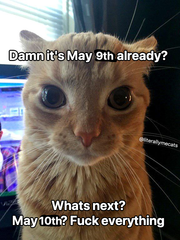 LiterallyMeCats tweet media