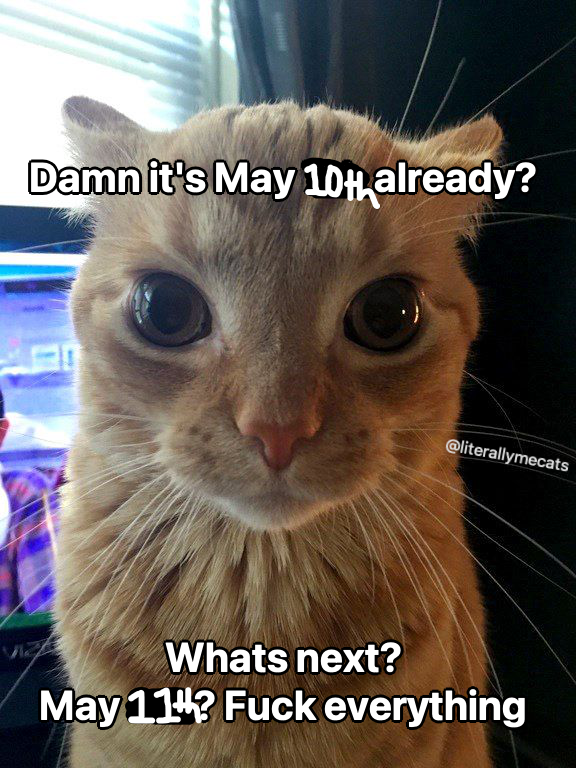 LiterallyMeCats (@literallymecats) on Twitter photo 