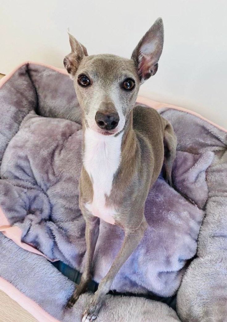 qsoftears's tweet photo. his face asking me 'how much did i cost mommy ?' https://t.co/BX14ARLaxB