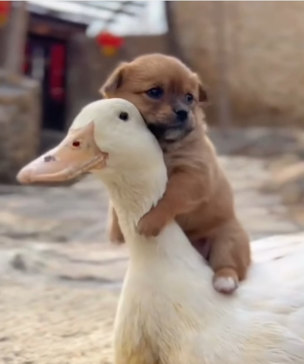 ToscadeVeld's tweet image. Goedemorgen.
Zing, lach, dans en geef een #DDK