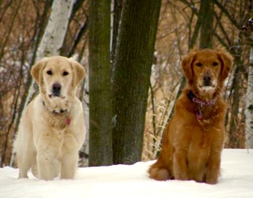 Here’s one for TBT.  This is Malibu and Maggi!  They are responsible for our ongoing obsession with Golden Retrievers… ❤️
