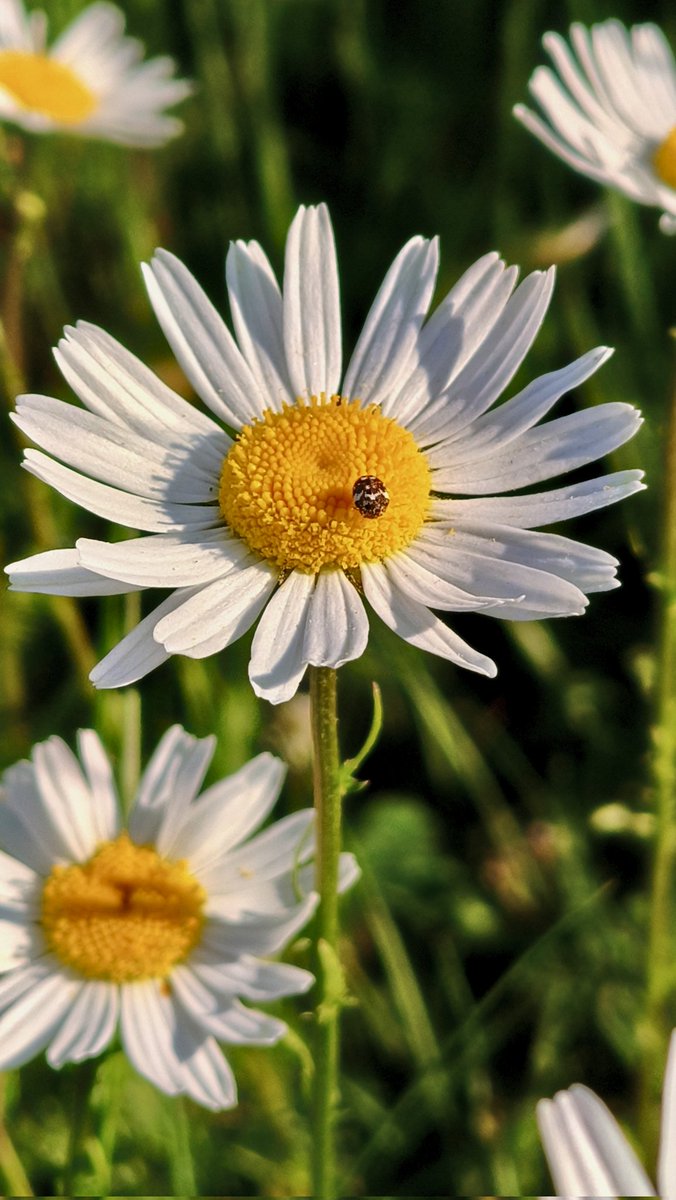 SamiBekisa's tweet photo. #daisy #ladybug #Photography #beautyofflowers https://t.co/H09k4v9RE9