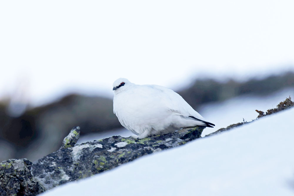 C'était il y a un peu plus d'un mois : première observation pour moi d'un lagopède alpin. Il s'agit d'un mâle qui avait encore un plumage entièrement blanc.
#isere #belledonne #lagopedealpin