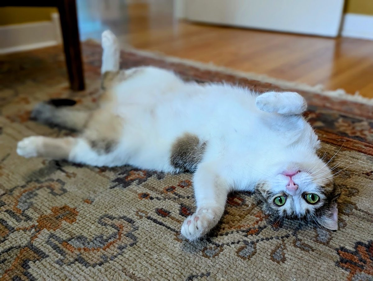 Amanda C. Kooser tweet media