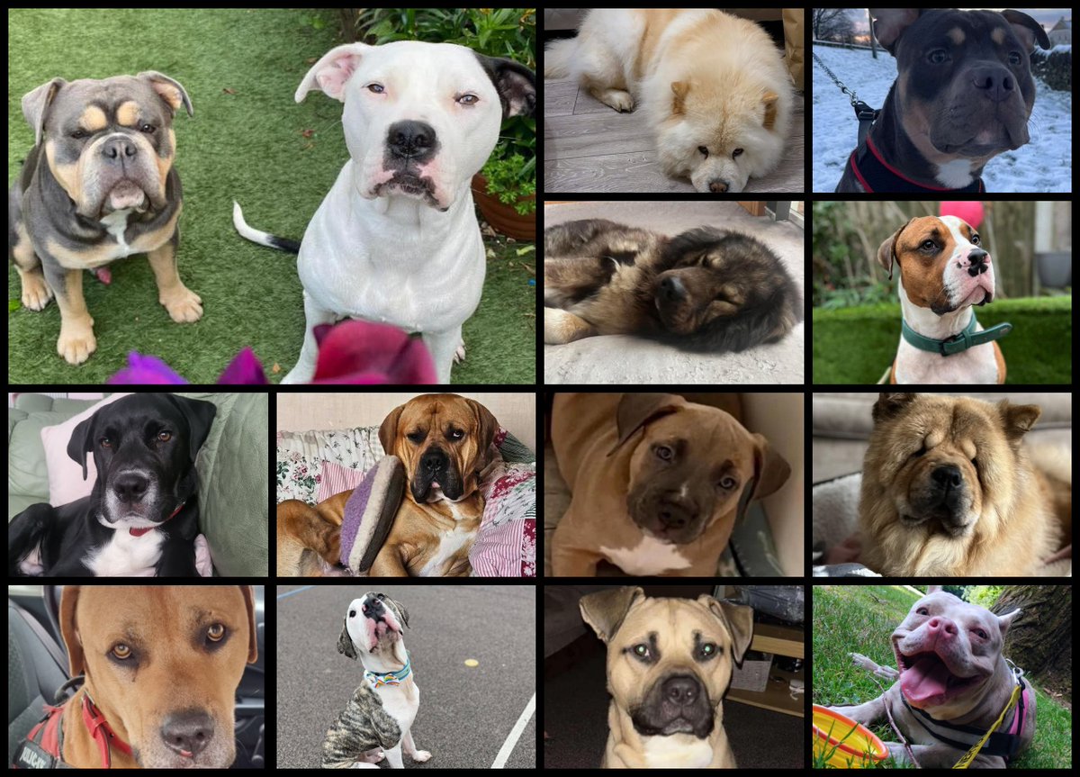 rescuedoggypaws's tweet image. To send information to the police direct
589 - 13 may incident number
Essex police
Please add
name date chip number breed photo or description
essex.police.uk/.../billericay…...
FB - Is Save a Paw a Rogue rescue, Help Find Chance UK Animal Cruelty Files - UKACF