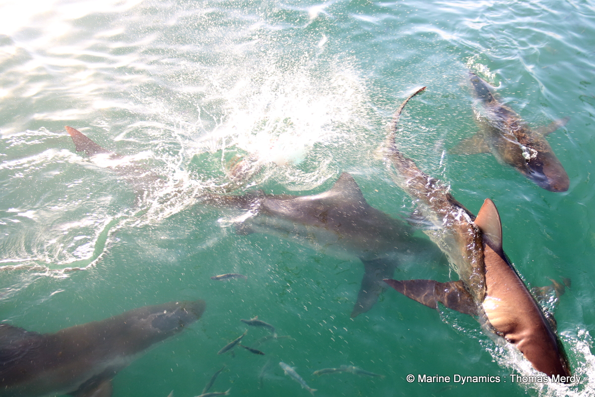 Winter Warmers, Shark Style!

The chill in the air hasn’t stopped the Bronze whaler sharks from putting on a show! For the past 3 days, our shark cage diving tours have been on fire, with sharks already circling before guests even got into their wetsuits! Add to that surprise