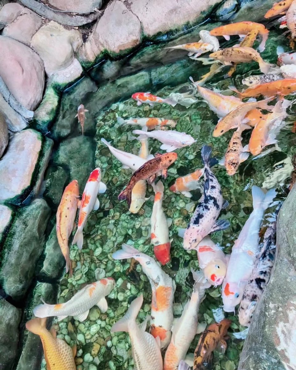 Colourful Koi fish♥️🤍🧡
インド チェンナイにある水族館に鯉がいた！

📍 @vgpmarinekingdom