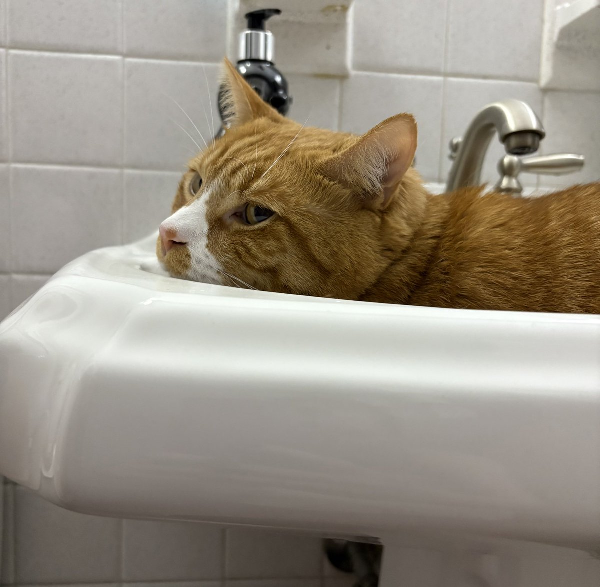 cubedacat's tweet image. 👀