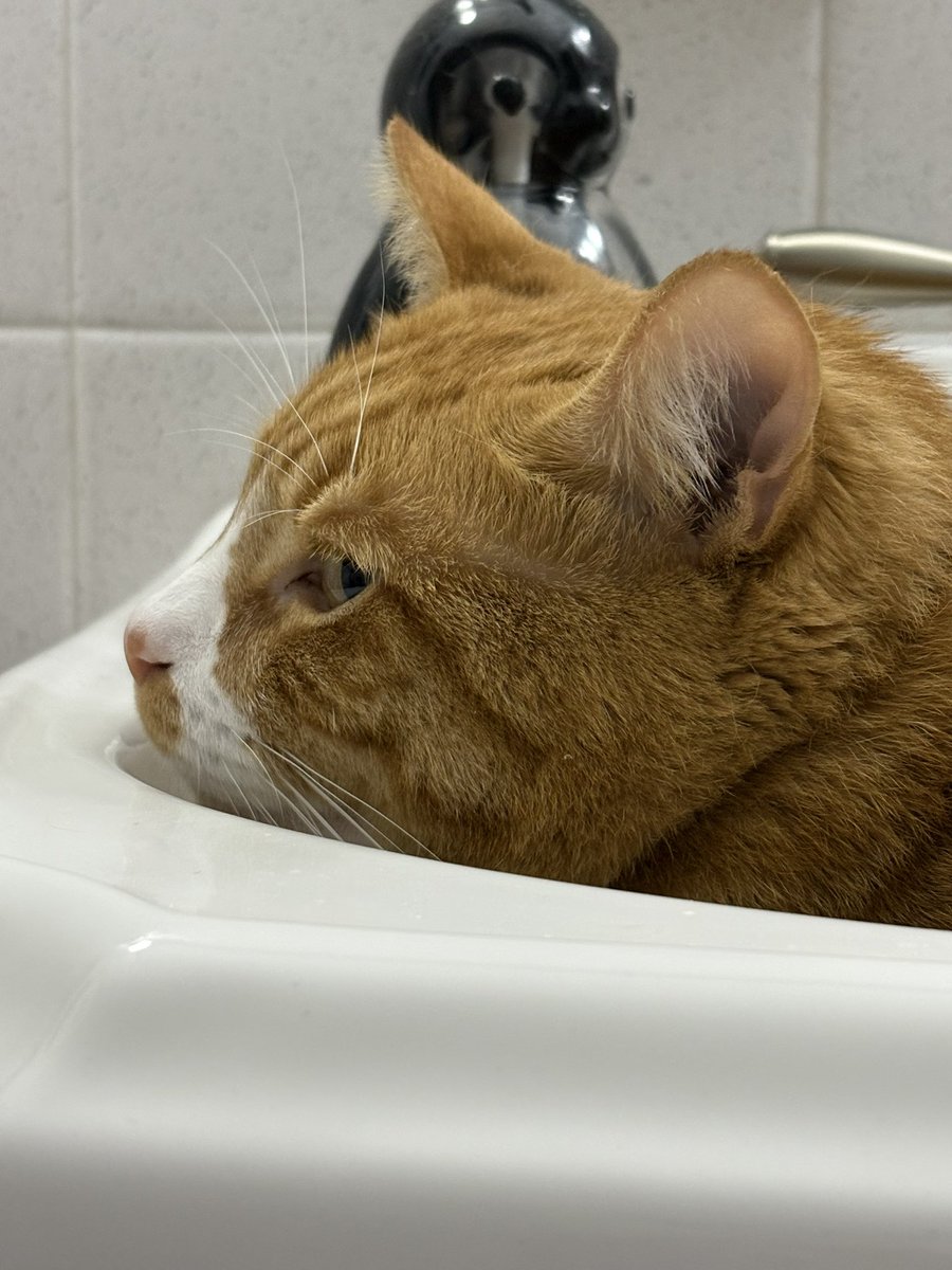 cubedacat's tweet image. 👀